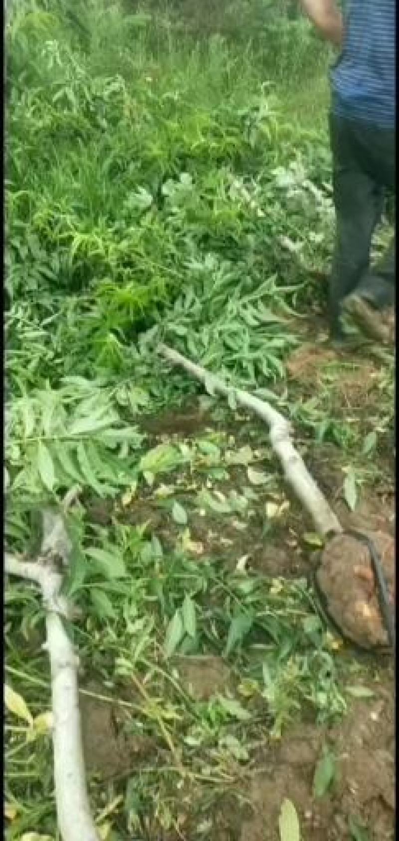紫薇紫薇花丛生紫4~6cm1.5~2米1~2米