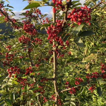 汉源花椒，汉源贡椒，无籽干花椒