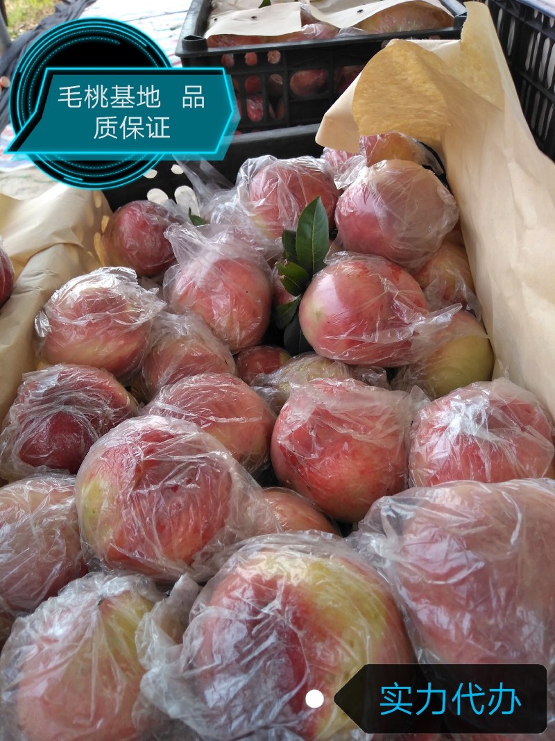 【推荐】山西毛桃，红不软，秦王桃，毛桃75以上