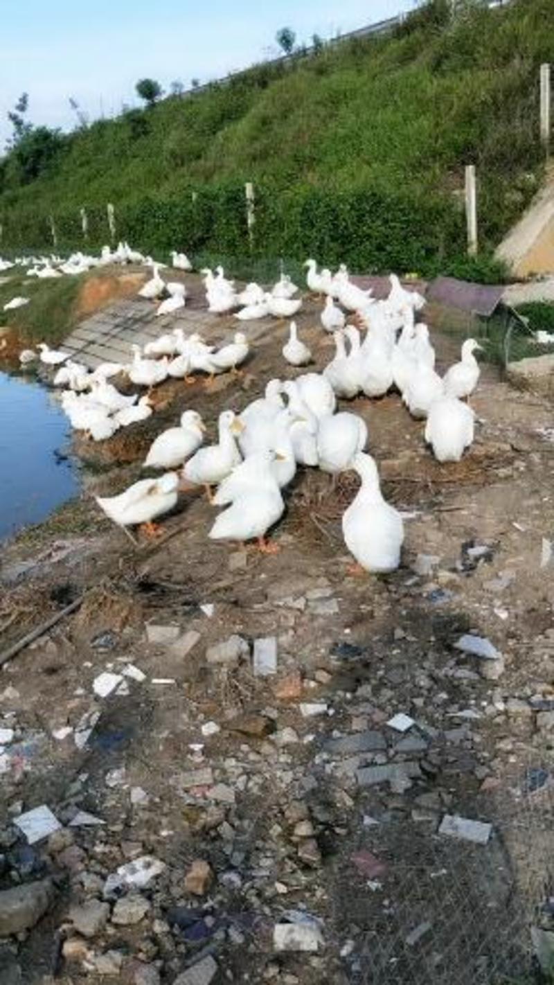 广东湛江廉江市现有一批二千七白鸭四七天平均6斤半开卖