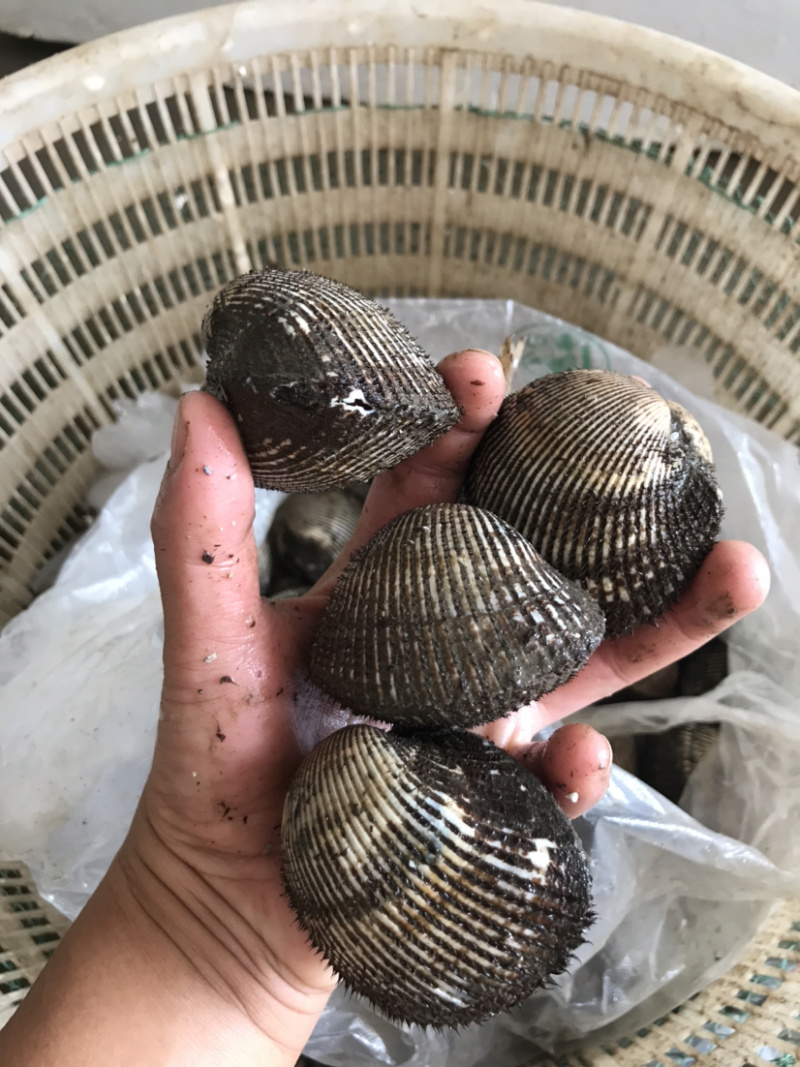 赤贝新鲜蛤蜊大血蛤刺身水产视频看货质量保障等您来电