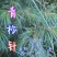 贵州毕节古夜郎大地野生药材松节松针下单现采