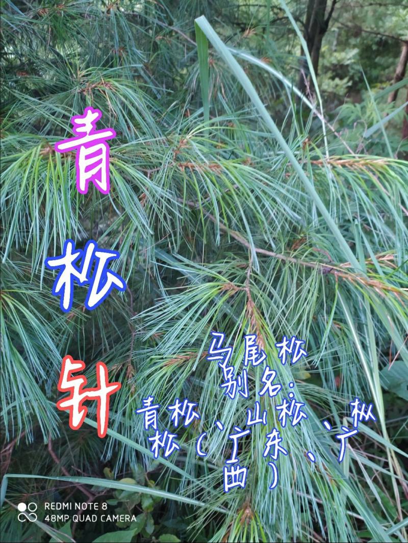 贵州毕节古夜郎大地野生药材松节松针下单现采