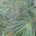 贵州毕节古夜郎大地野生药材松节松针下单现采