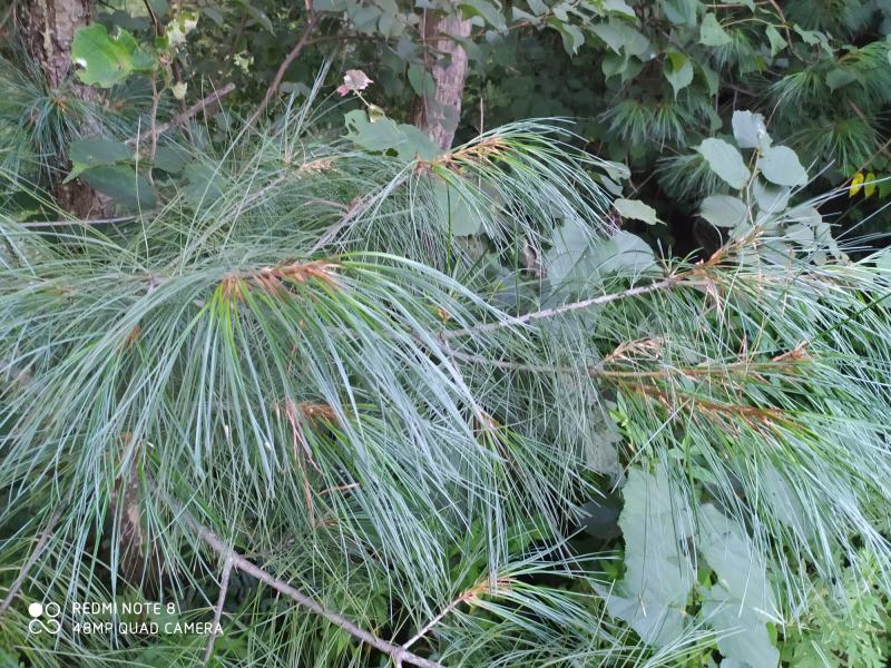 贵州毕节古夜郎大地野生药材松节松针下单现采