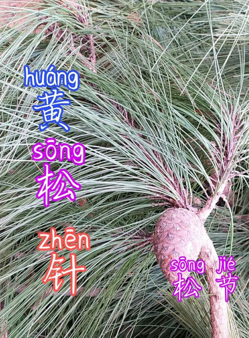 贵州毕节古夜郎大地野生中药材黄松针松节马尾松针松节