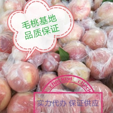 毛桃各种毛桃，山西毛桃品质保证量大从优欢迎咨询