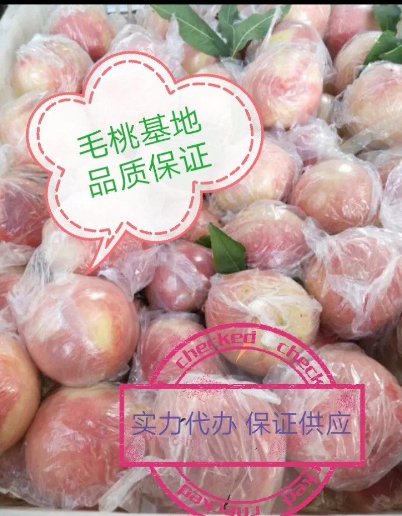 毛桃各种毛桃，山西毛桃品质保证量大从优欢迎咨询