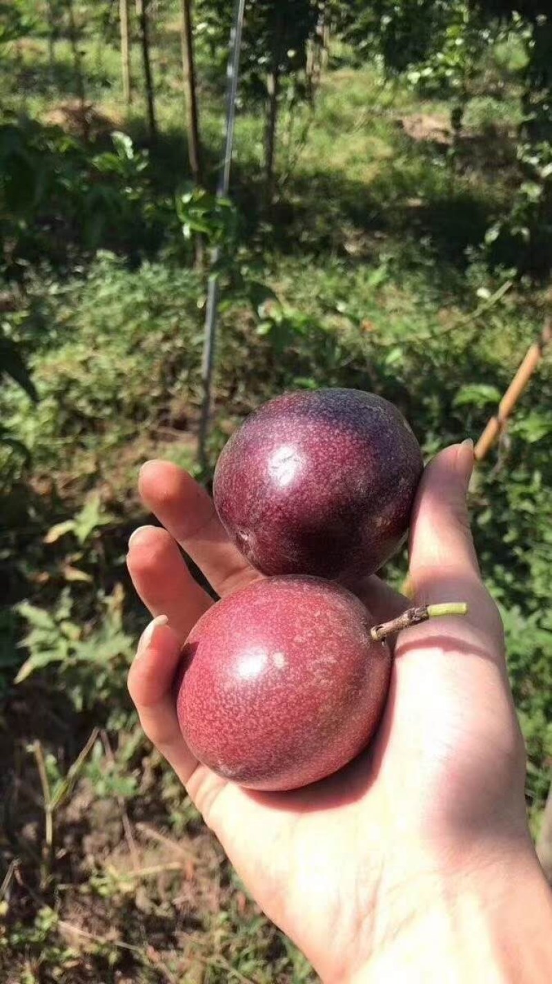 百香果，味道好，支持一件代发....