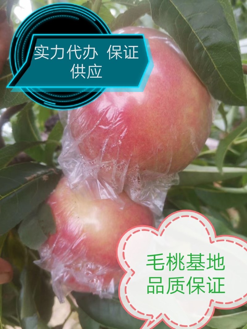 【推荐】山西毛桃，红不软，秦王桃，毛桃75以上