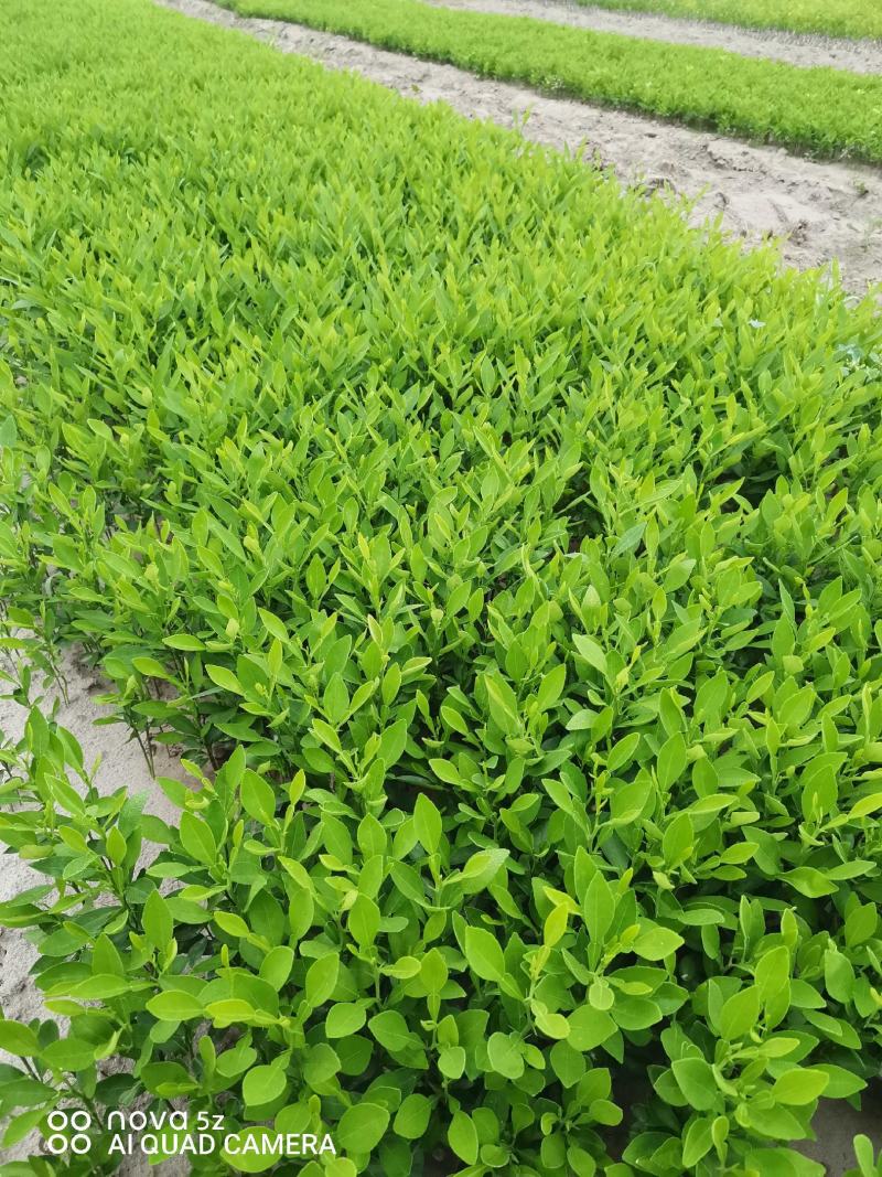 香橙种子，正宗资阳软枝小叶香橙种子，假一赔十