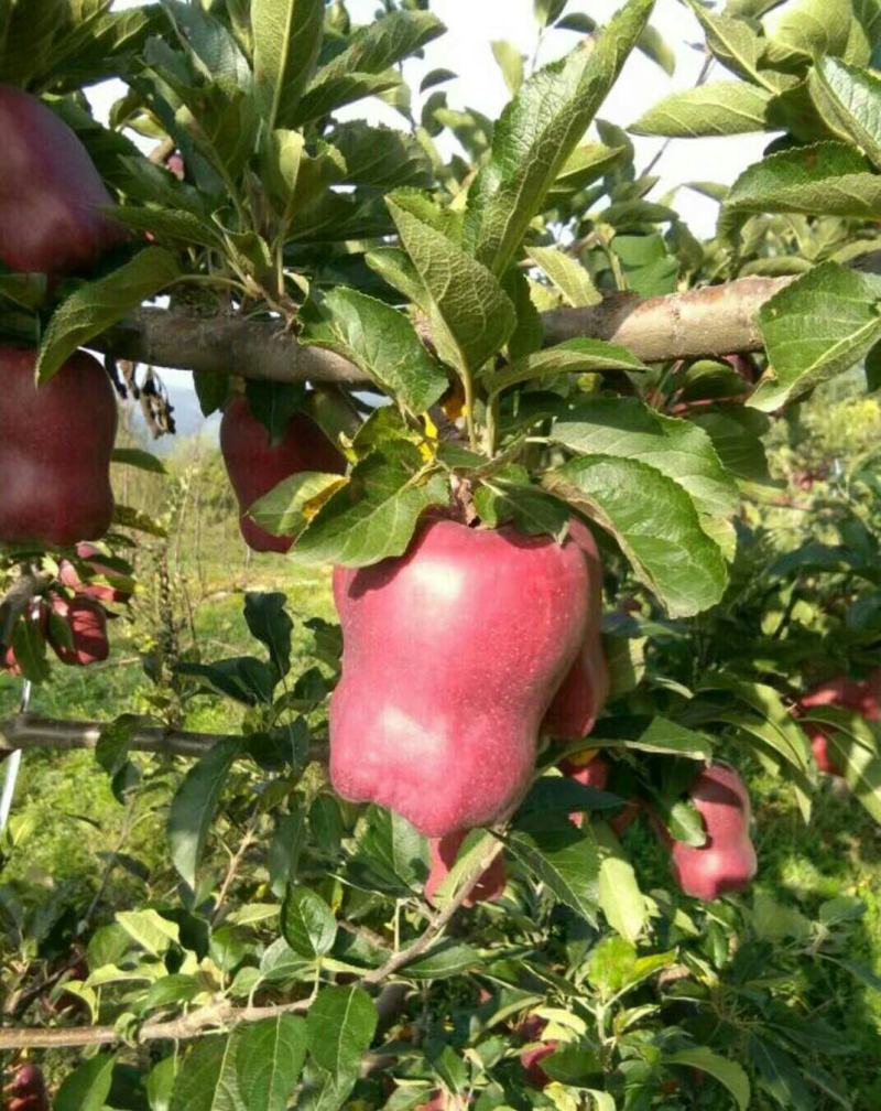 万亩甘肃果园甘肃花牛苹果产地直销可视频看货