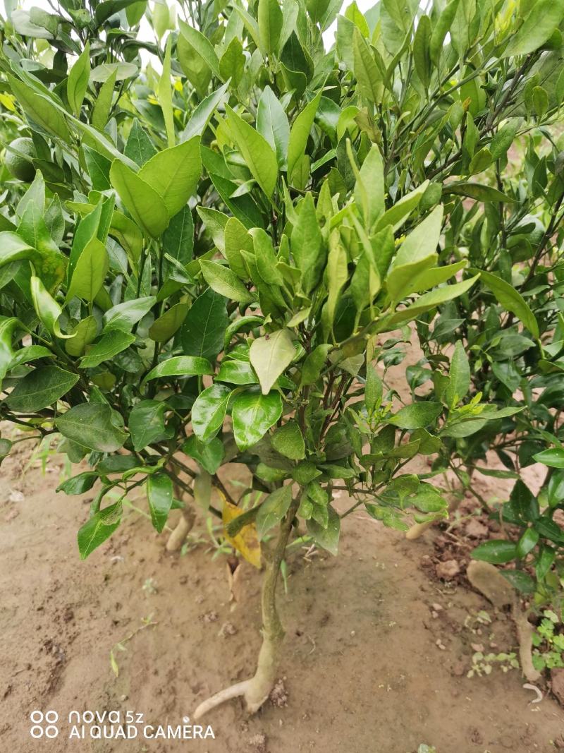 沃柑苗，正宗资阳软枝小叶香橙粘木嫁接的沃柑苗，假一赔十