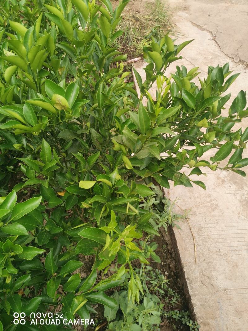 沃柑苗，正宗资阳软枝小叶香橙粘木嫁接的沃柑苗，假一赔十