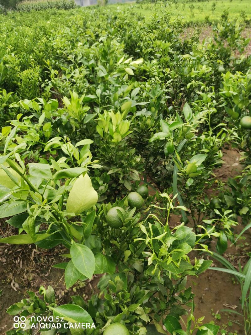 沃柑苗，正宗资阳软枝小叶香橙粘木嫁接的沃柑苗，假一赔十