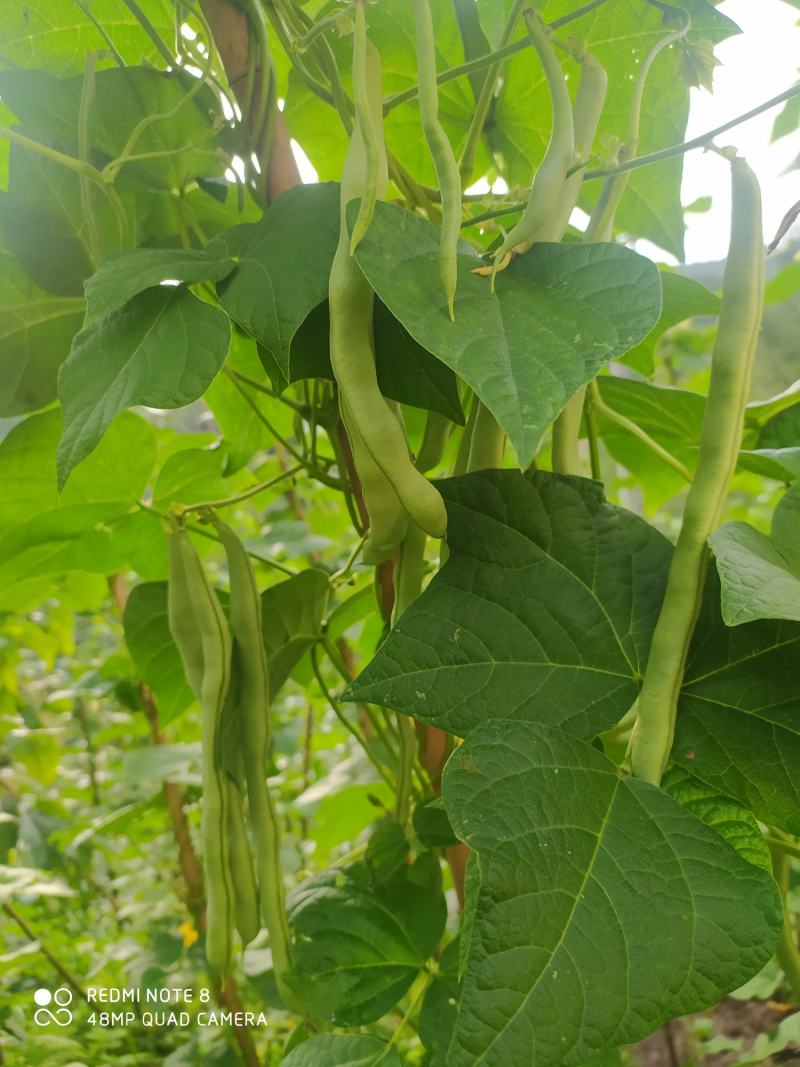 贵州毕节古夜郎大地农家精品红豆限量供应自己家种