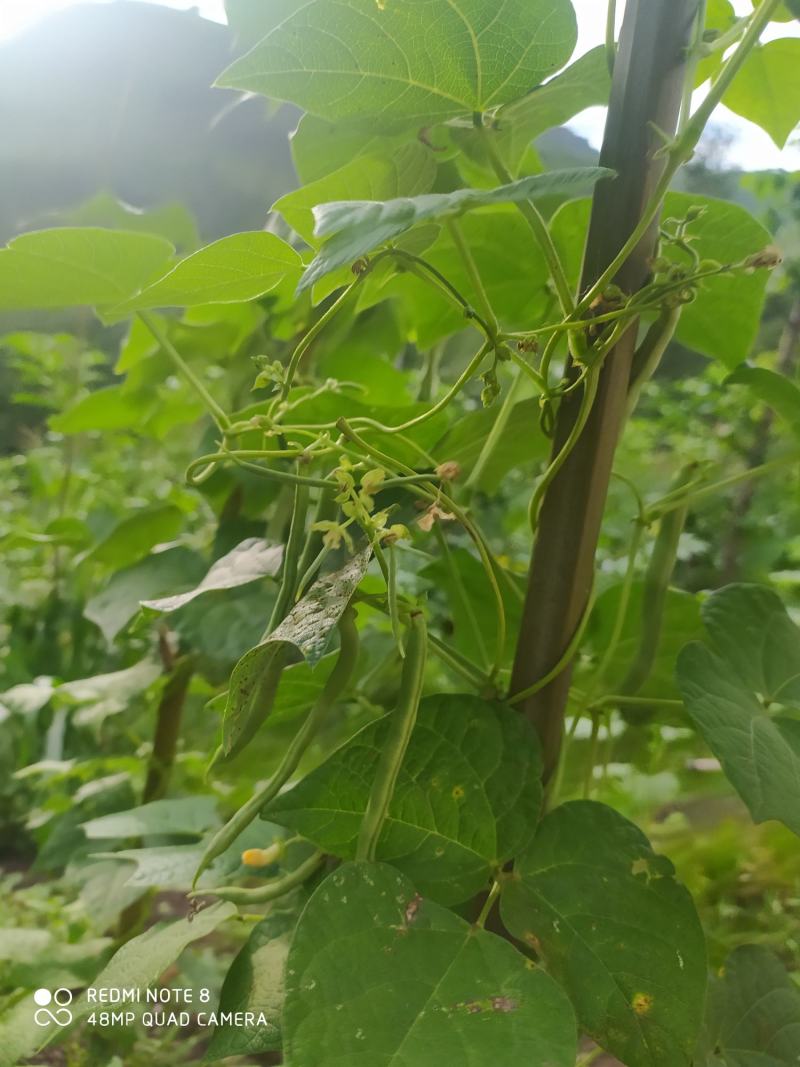 贵州毕节古夜郎大地农家精品红豆限量供应自己家种