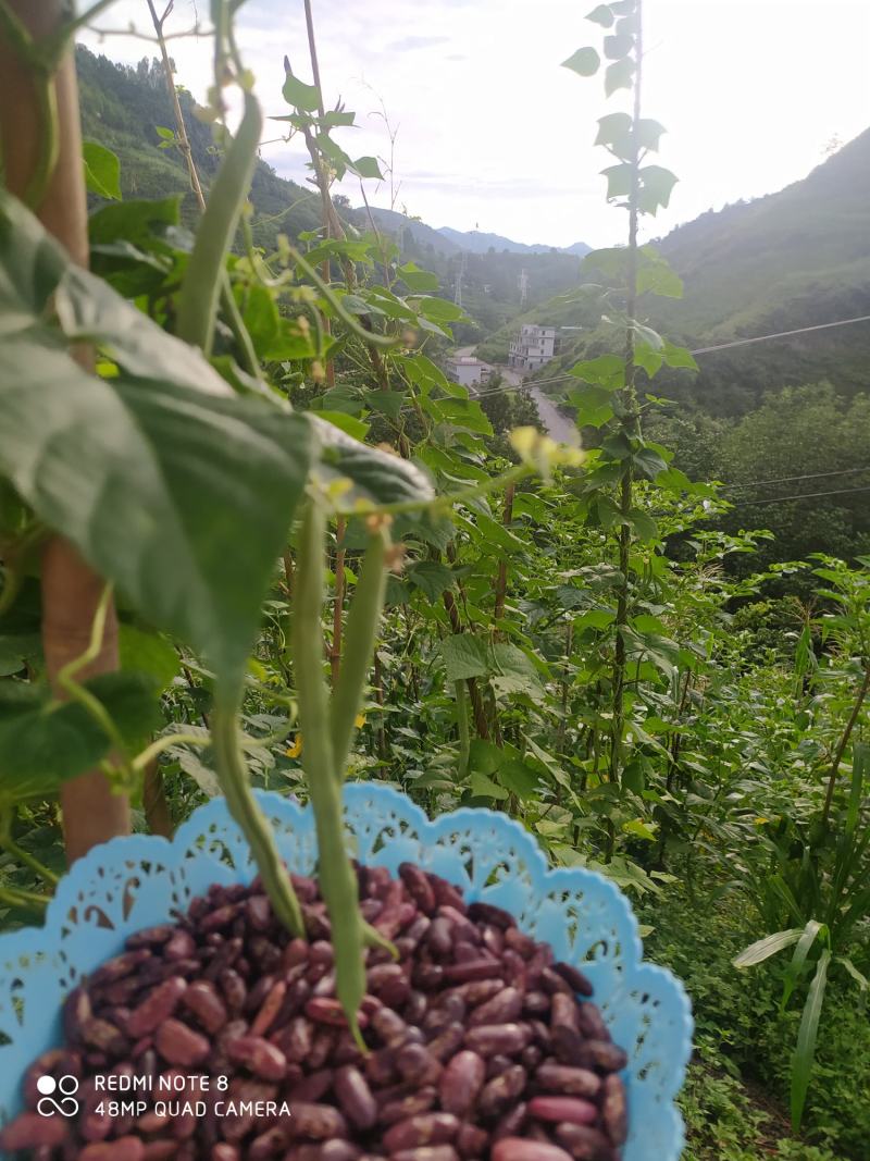 贵州毕节古夜郎大地农家精品红豆限量供应自己家种