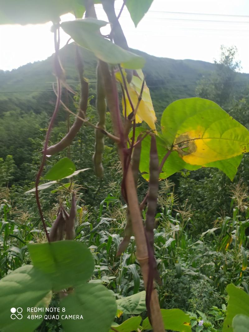 贵州毕节古夜郎大地农家精品红豆限量供应自己家种