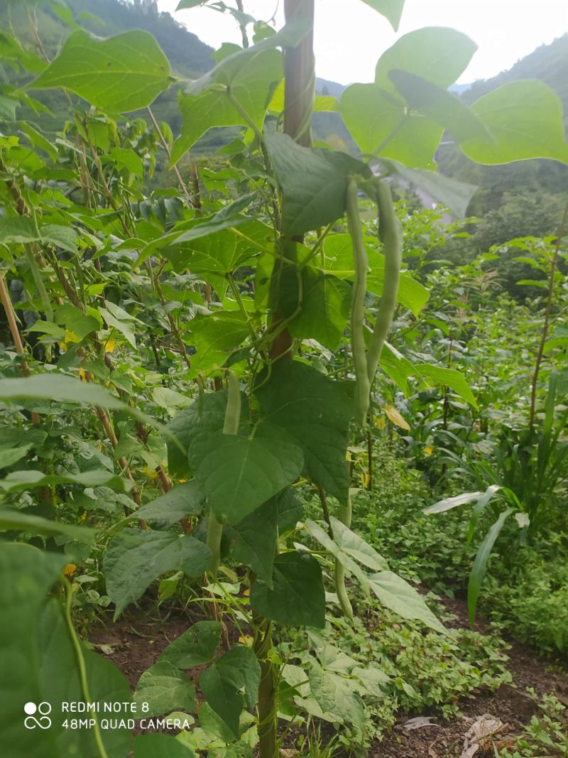 贵州毕节古夜郎大地农家精品红豆限量供应自己家种