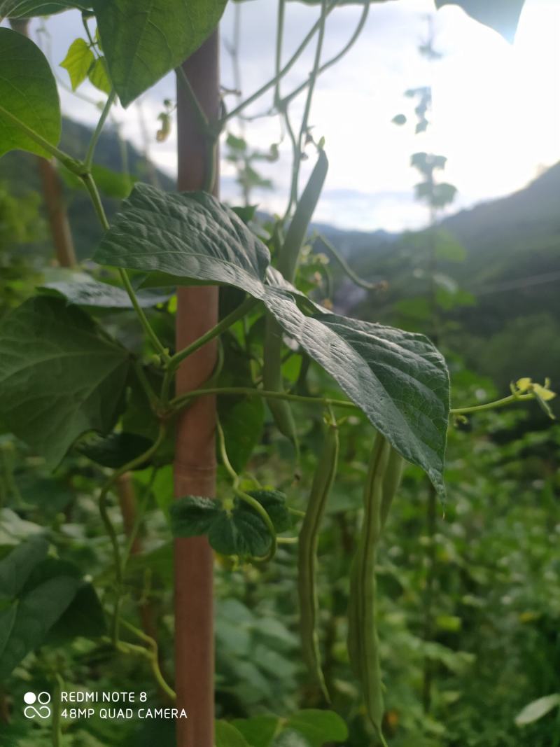 贵州毕节古夜郎大地农家精品红豆限量供应自己家种