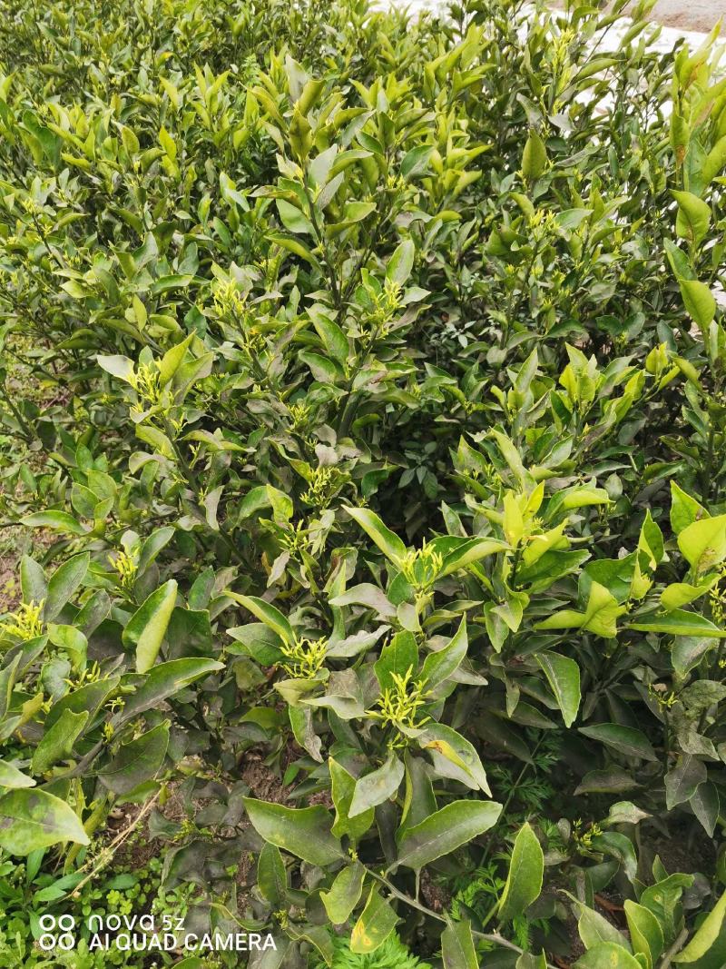 柑桔苗，资阳正宗软枝小叶香橙粘木嫁接的各种柑橘苗