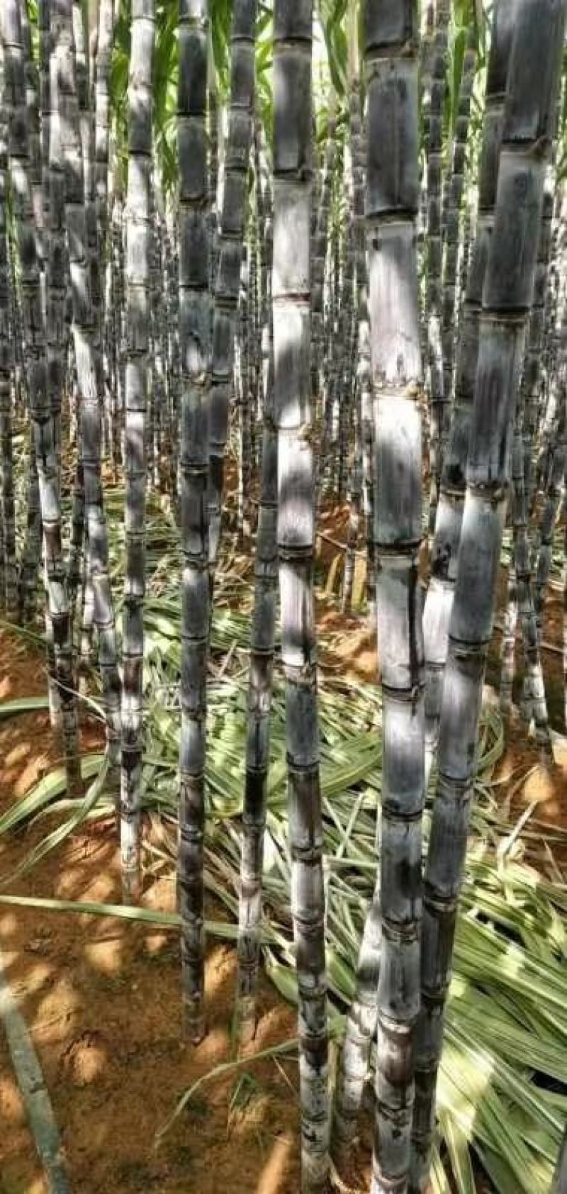 甘蔗种植基地🔥结巴均匀🔥卖相好🔥便宜回头车🔥热销