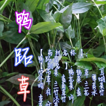 贵州毕节古夜郎大地野生中药材鸭跖草竹节菜