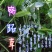 贵州毕节古夜郎大地野生中药材鸭跖草竹节菜