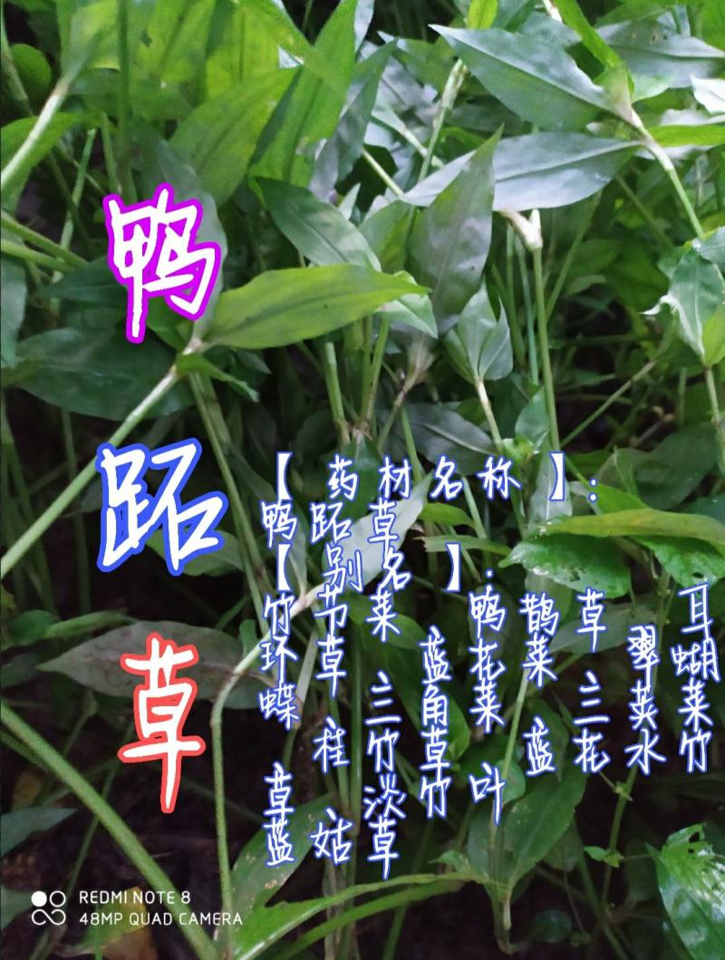 贵州毕节古夜郎大地野生中药材鸭跖草竹节菜