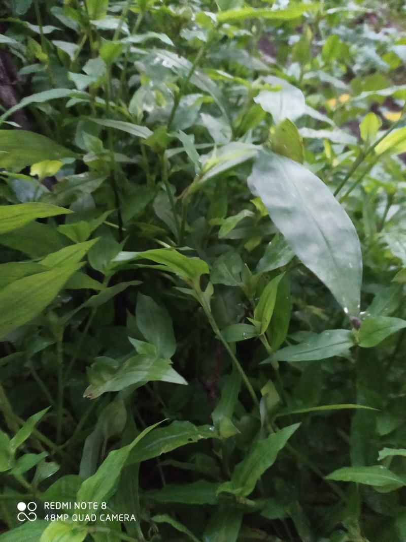 贵州毕节古夜郎大地野生中药材鸭跖草竹节菜