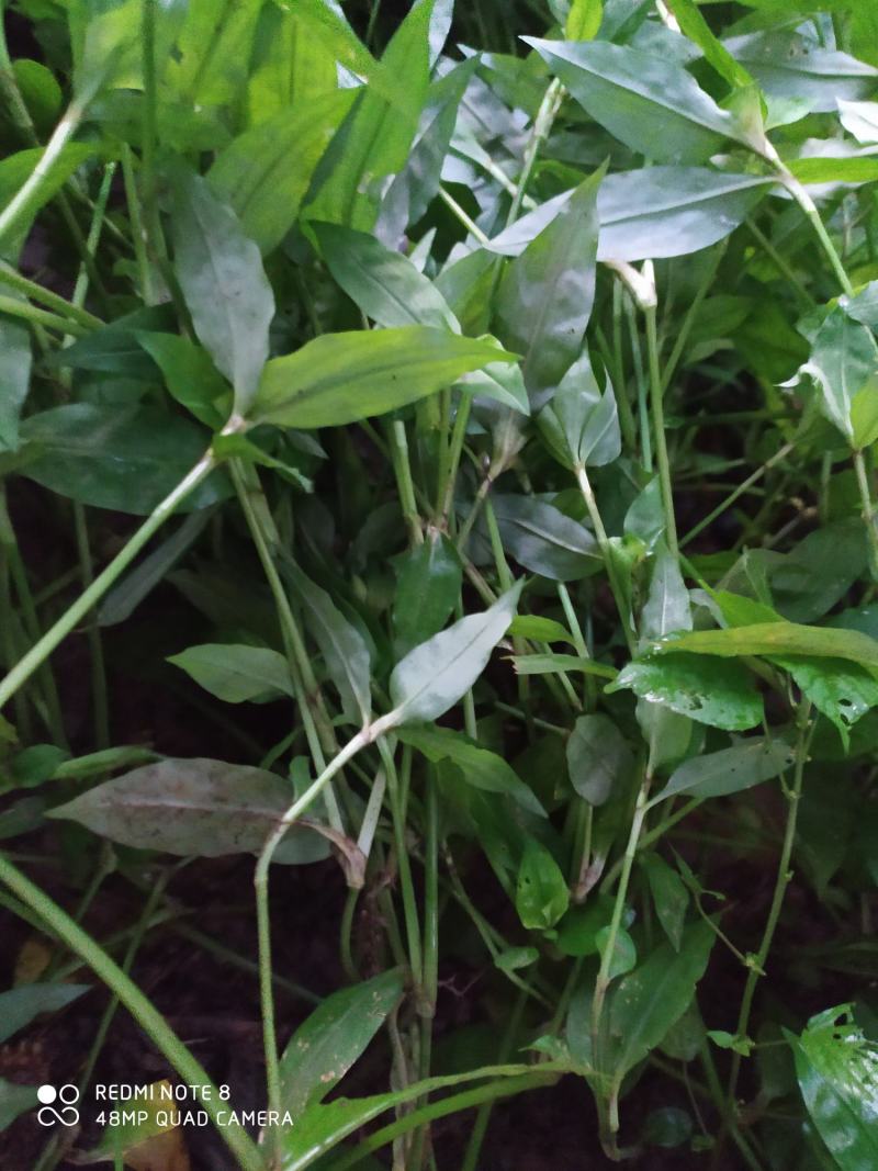 贵州毕节古夜郎大地野生中药材鸭跖草竹节菜