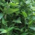 贵州毕节古夜郎大地野生中药材鸭跖草竹节菜