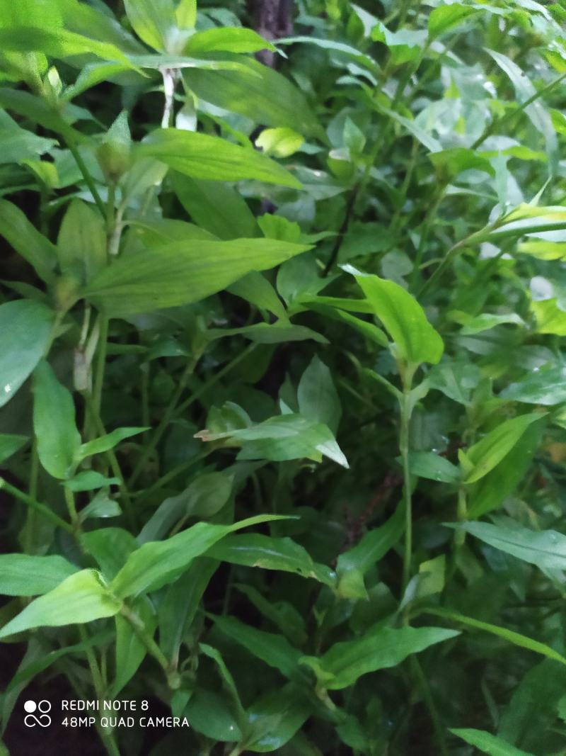 贵州毕节古夜郎大地野生中药材鸭跖草竹节菜