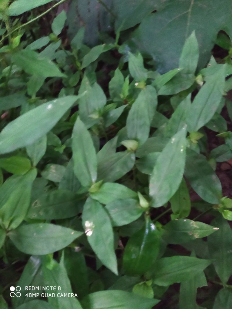 贵州毕节古夜郎大地野生中药材鸭跖草竹节菜
