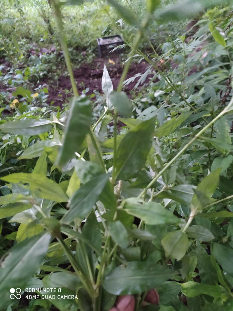 贵州毕节古夜郎大地野生中药材鸭跖草竹节菜