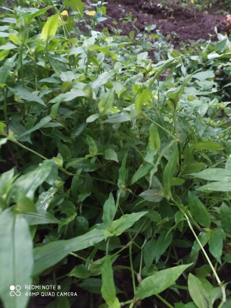 贵州毕节古夜郎大地野生中药材鸭跖草竹节菜