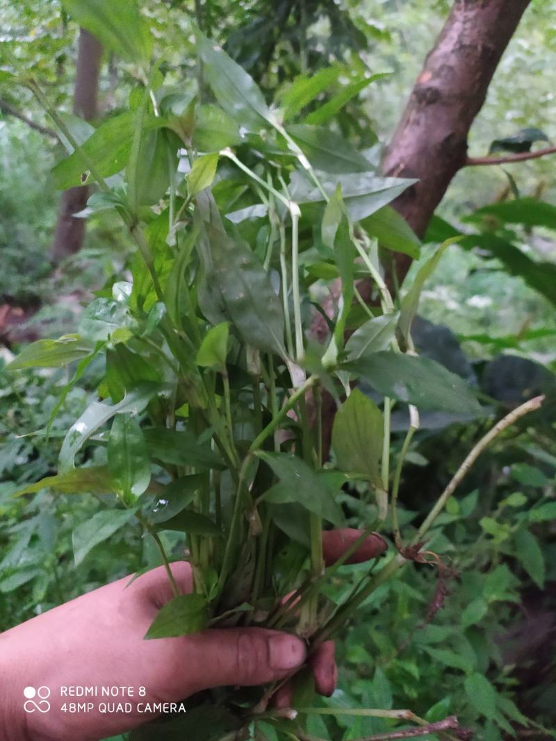 贵州毕节古夜郎大地野生中药材鸭跖草竹节菜