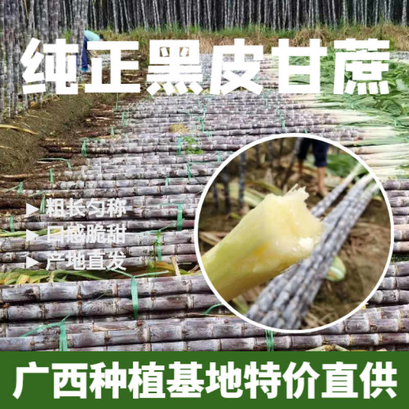 纯正广西黑皮甘蔗供应产地，结巴均匀，口感甜脆，提供回程车
