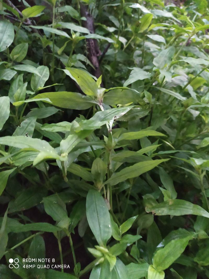 贵州毕节古夜郎大地野生中药材鸭跖草竹节菜