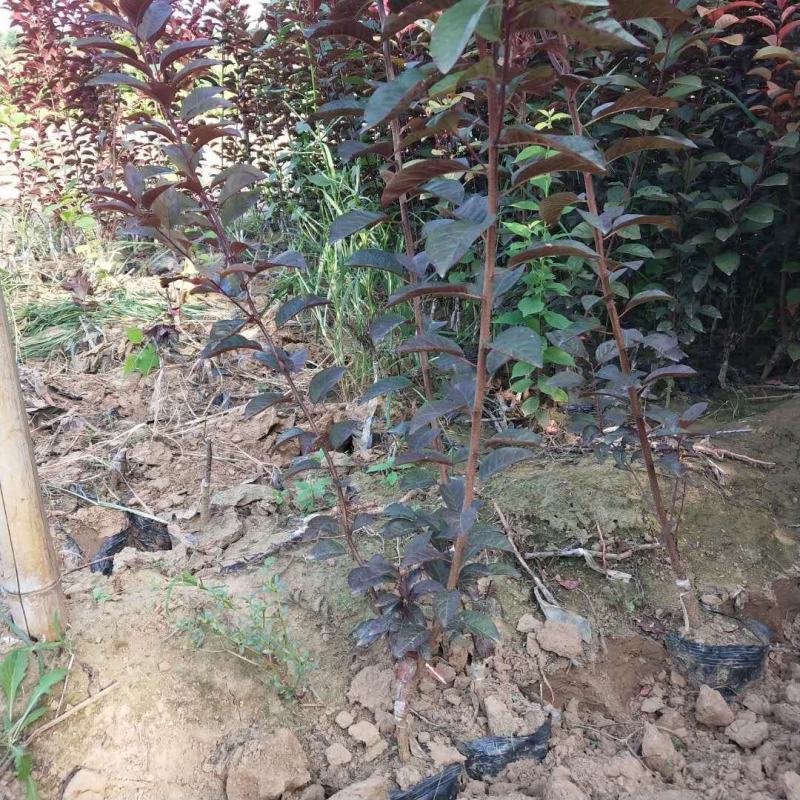 装盆红叶李密枝红叶李多分支2条以上产地大量供应