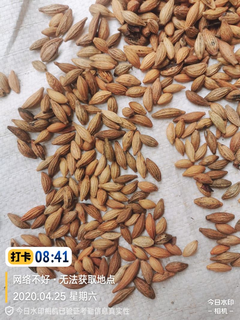 桂花种子，八月桂种子，丹桂种子