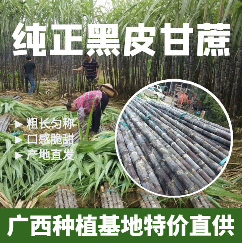 河南甘蔗种植基地货源充足！