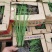 马莲花马蘭杯苗3--5芽产地现挖