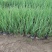马莲花马蘭杯苗3--5芽产地现挖