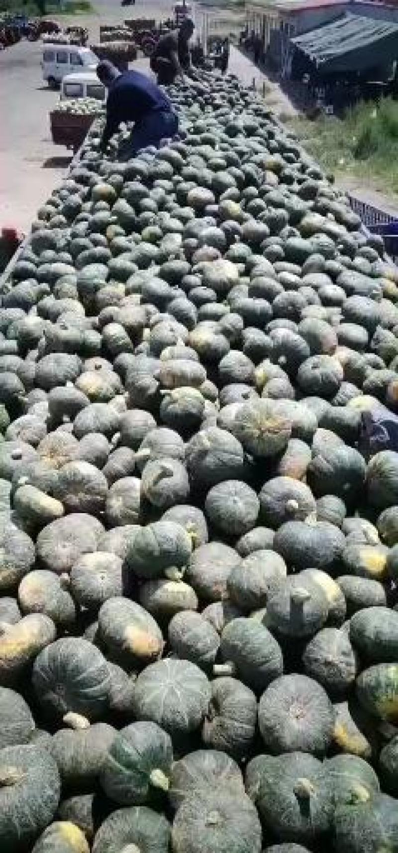 内蒙古绿板栗南瓜大量上市小贺代发货源充足