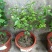 独杆茉莉盆栽棒棒茉莉香型花卉独杆室内庭院花卉绿植