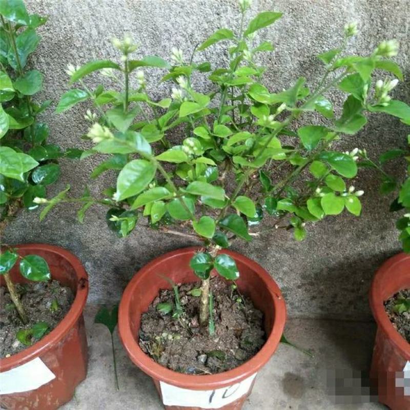 独杆茉莉盆栽棒棒茉莉香型花卉独杆室内庭院花卉绿植
