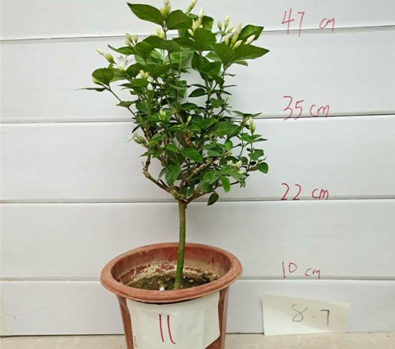 独杆茉莉盆栽棒棒茉莉香型花卉独杆室内庭院花卉绿植