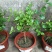 独杆茉莉盆栽棒棒茉莉香型花卉独杆室内庭院花卉绿植